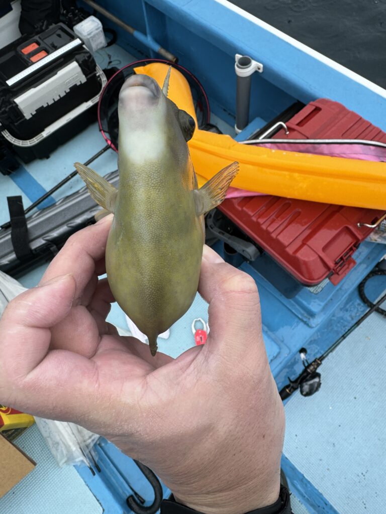 手に持ったカワハギ（ぷっくり膨らんだ体）