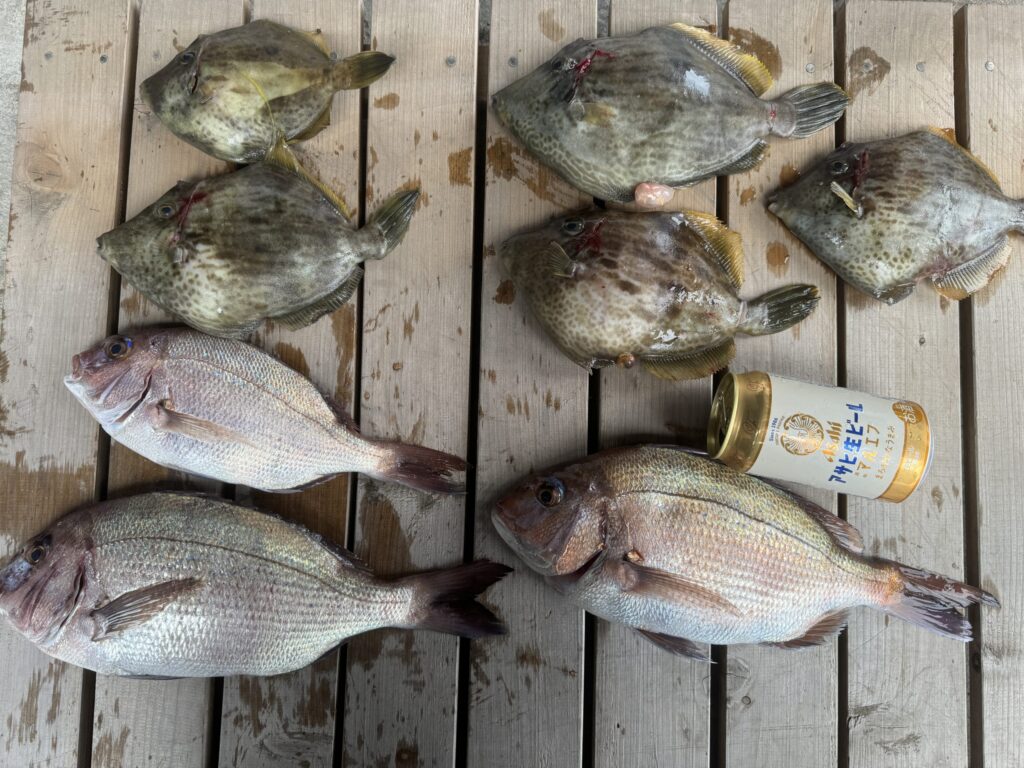 釣果 カワハギとマダイ／ビール缶と一緒に