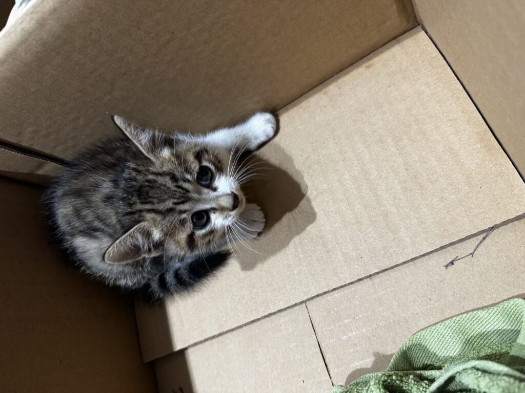 段ボールの中から見上げる保護子猫